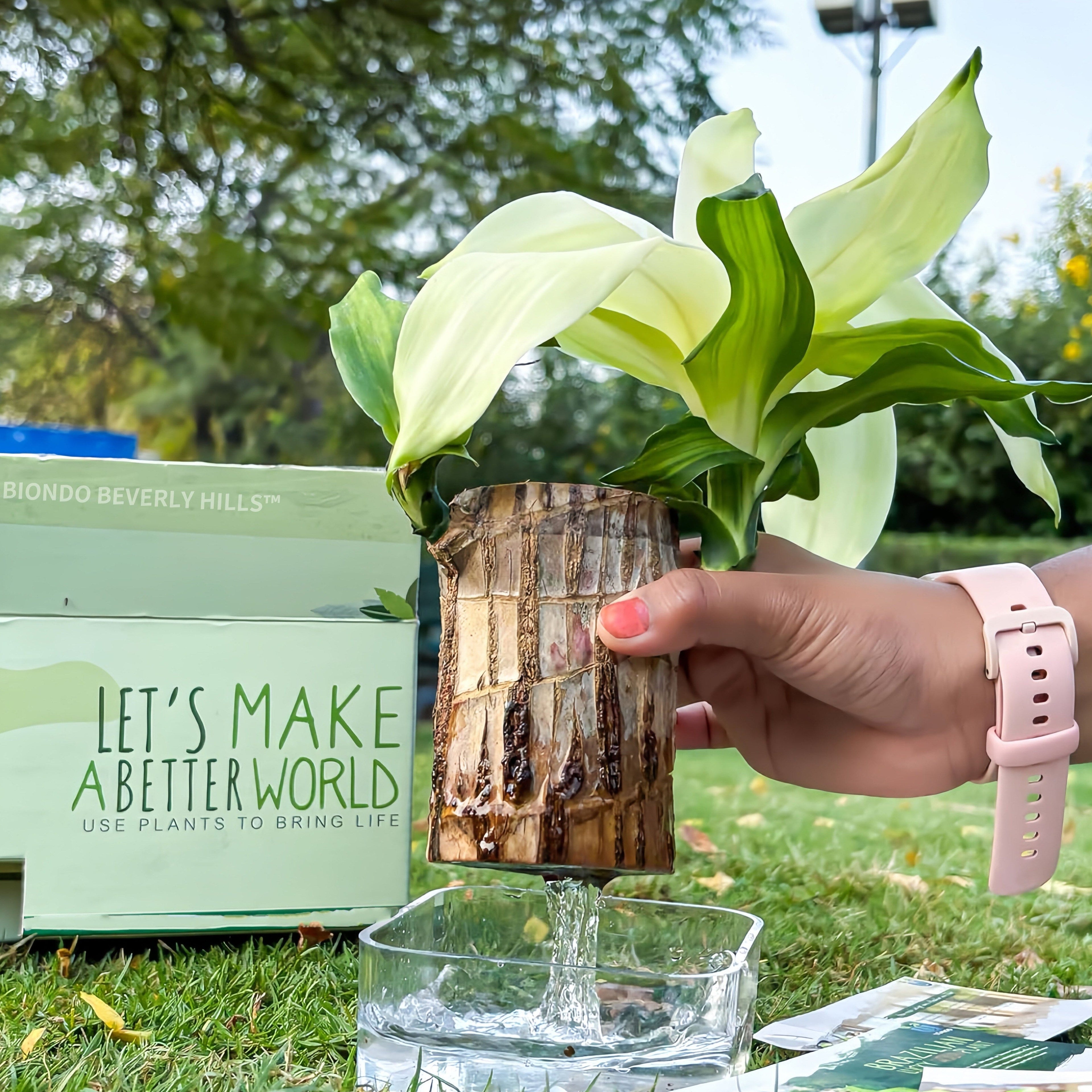 Planta Viva 2025 Madeira da Sorte Brasileira Verde – Toco de Árvore Hidropônica com Bandeja de Plástico e Boneca Ornamental Misteriosa, Ideal para Purificação de Ar, Decoração de Casa e Escritório, e Presentes