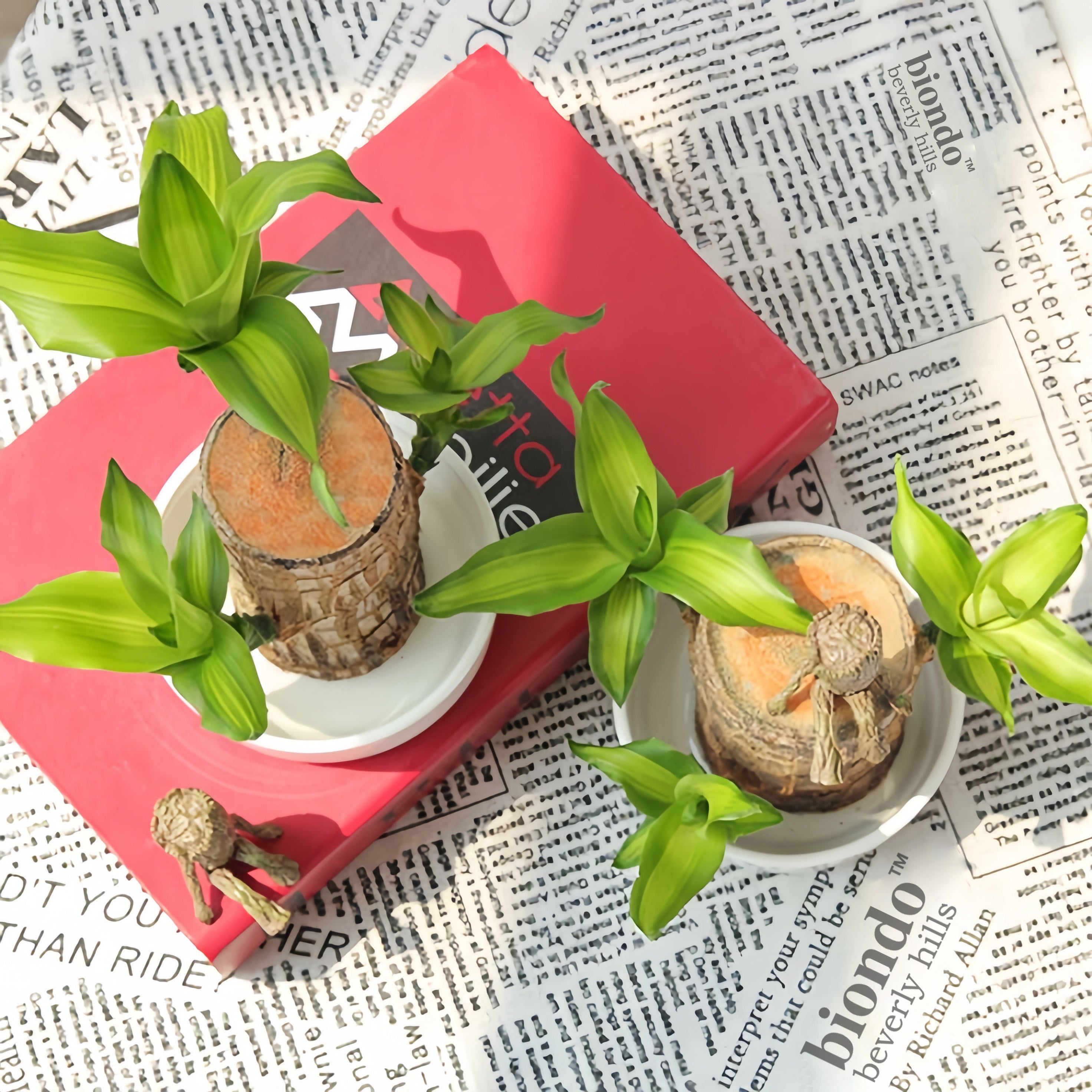 Planta Viva 2025 Madeira da Sorte Brasileira Verde – Toco de Árvore Hidropônica com Bandeja de Plástico e Boneca Ornamental Misteriosa, Ideal para Purificação de Ar, Decoração de Casa e Escritório, e Presentes